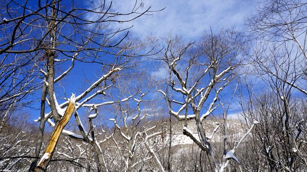 Snow and forest Noboribetsu onsen snow winter national park in Jigokudani, Hokkaido, Japan