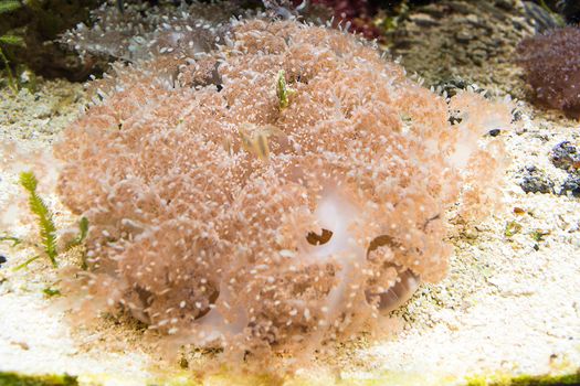 Beautiful pink sea anemone with many tentacles to catch plankton, fish, crabs or snails. Underwater view.