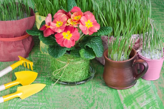 Seedlings of flowers and herbs in pots, the means to care for them. Green wooden background.