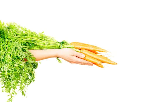 Carrot vegetable with leaves isolated on white background cutout in human hand