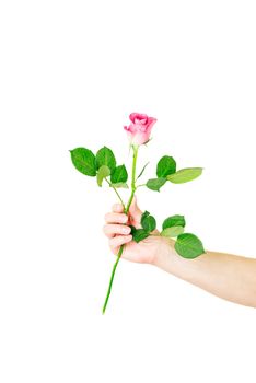 Female hand holding a single red rose isolated over the white background