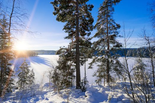 Sunset in the forest between the trees strains in winter period