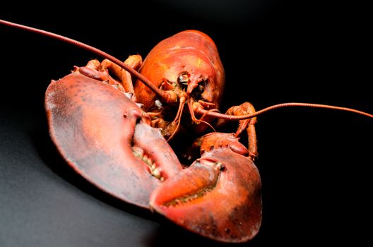Cooked lobster on black background