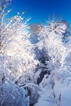 Winter forest