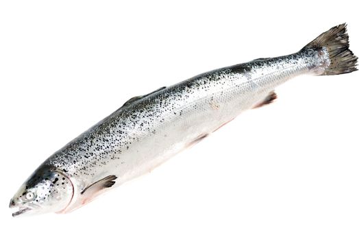 Sea trout isolated on white background