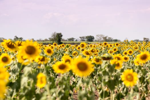 Field of sunflowers with blue sky. A sunflower field at sunset,with vintage filter,selective focus.