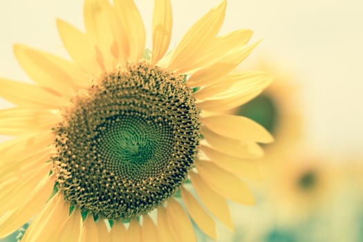 Field of sunflowers with blue sky. A sunflower field at sunset,with vintage filter,selective focus.