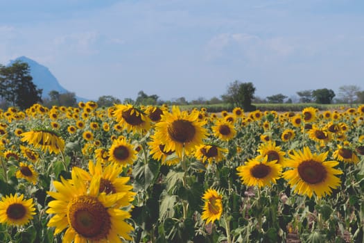 Field of sunflowers with blue sky. A sunflower field at sunset,with vintage filter,selective focus.