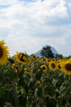 Field of sunflowers with blue sky. A sunflower field at sunset,with vintage filter,selective focus.