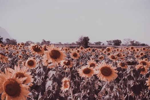 Field of sunflowers with blue sky. A sunflower field at sunset,with vintage filter,selective focus.