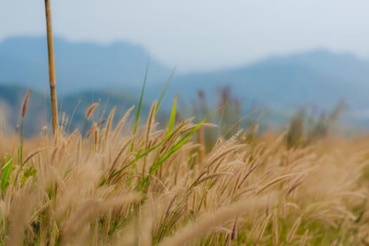 beautiful grass flower background ,selective focus.