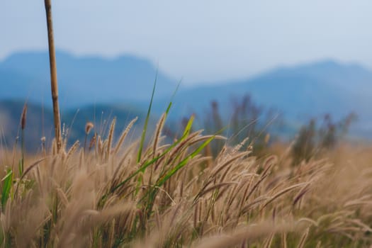 beautiful grass flower background ,selective focus.