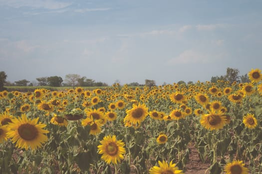 Field of sunflowers with blue sky. A sunflower field at sunset,with vintage filter,selective focus.