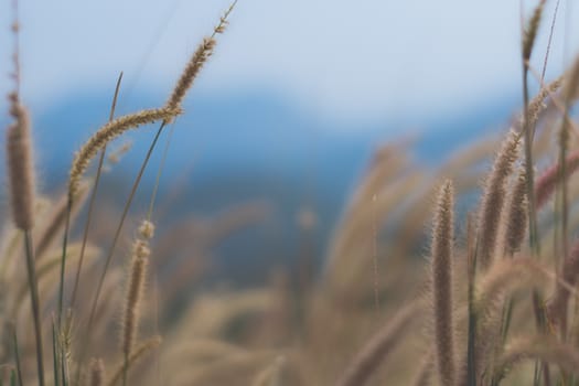 beautiful grass flower background ,selective focus.