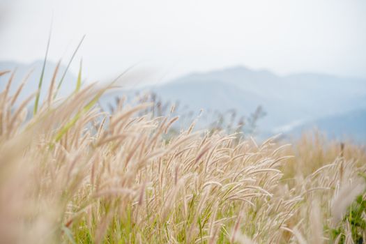 beautiful grass flower background ,selective focus.