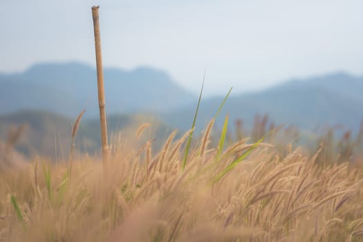 beautiful grass flower background ,selective focus.