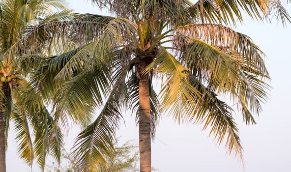 coconut palm tree on blue sky in Thailand