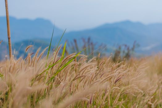 beautiful grass flower background ,selective focus.