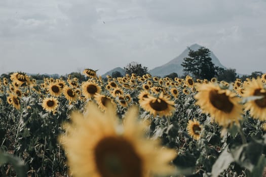 Field of sunflowers with blue sky. A sunflower field at sunset,with vintage filter,selective focus.