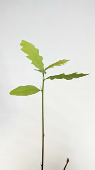 Young plant of oak seedling from acorn isolated on white