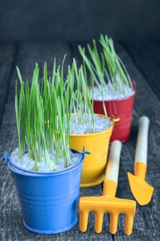 Seedling herbs in colorful buckets, and tools to take care of them. Selective focus, blue-gray background.