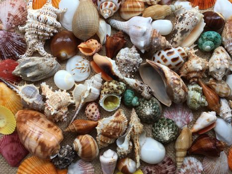 Close up photo collection of seashells colorful. Amazing background of sea shells top view.