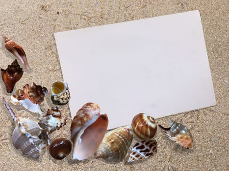 Background of seashells on the beach sand background with paper noted and texture of traces of birds.