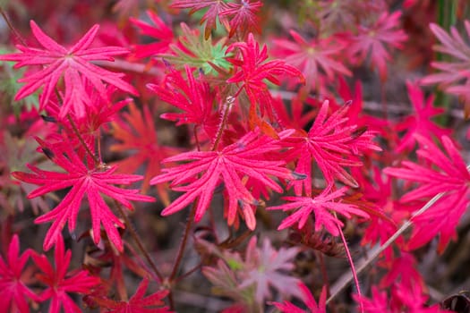 Floral background with red and purple autumnal toreutic leaves
