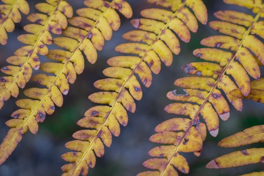 Natural diagonal structure of textured and ornamental dry yellow fern bracken leaf
