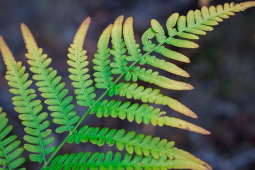 Natural diagonal structure of textured and ornamental green fern bracken leaf