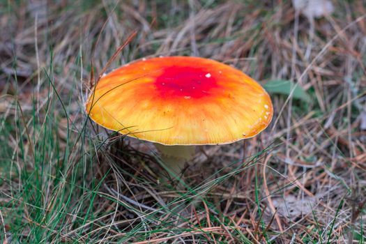 Deadly toxic poison mushroom red fly-agaric blusher in autumn contiferous forest