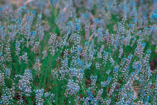 Coniferous plant with lots of blue small flowers in autumn
