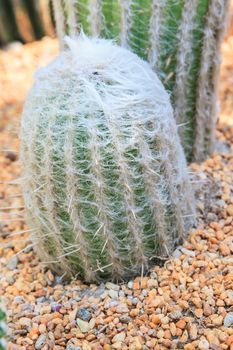 Close up of cactus with long thorns