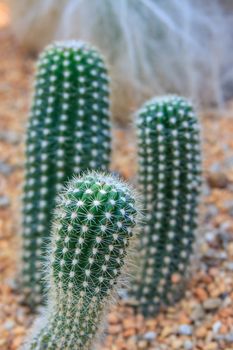 Close up of three cactus