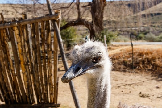 Ostrich standing close to the fience on the farm with his head down.