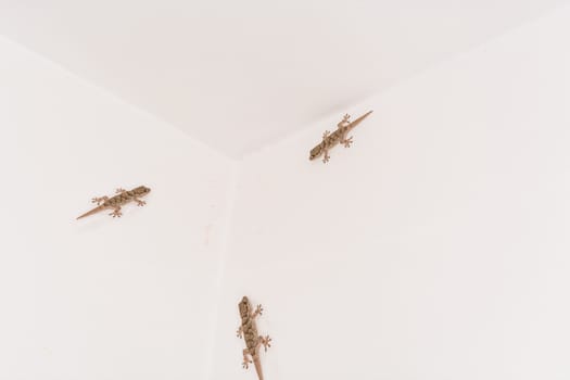 3 Geckos, small lizard on a white wall.