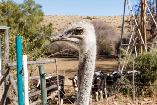 Ostrich on a farm standing around looking for some love and attention.