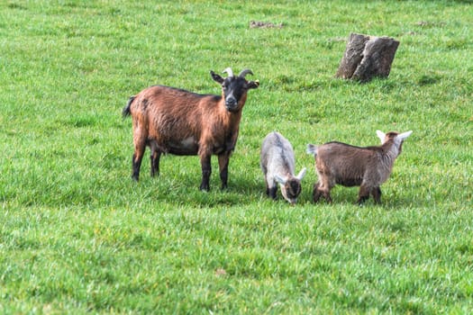 Goats that eat grass, goat on a pasture.