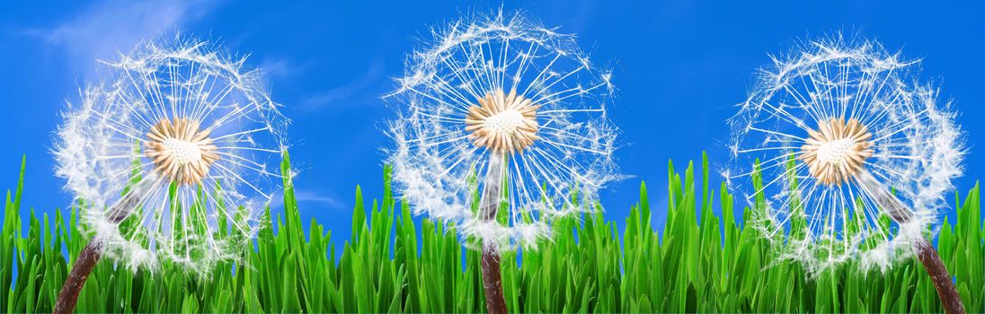 Panorama, 3 Dandelions in the grass against a blue sky with white clouds