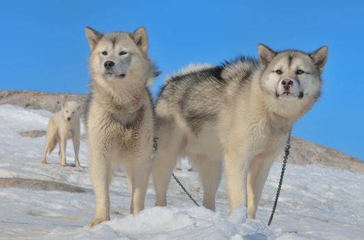 Greenland sled dogs in spring time