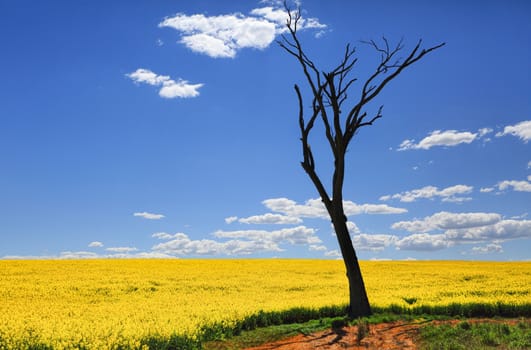Bare tree and golden canola in flower under beautiful spring sunshine