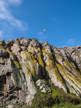 Beautiful scene of flying seagulls over the Morro Rock Bay, California USA