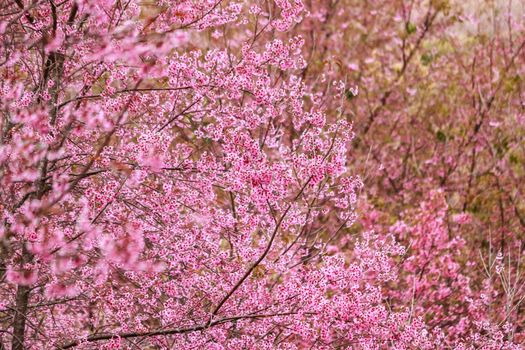 Beautiful cherry blossom flower and tree at Phu Lom Lo, Phitsanulok Thailand