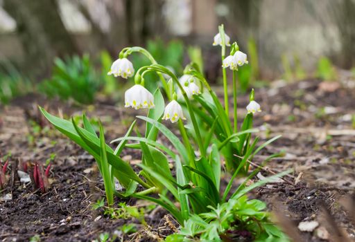 Several fascicles of the flowering snowdrops closeup cloudy spring day
