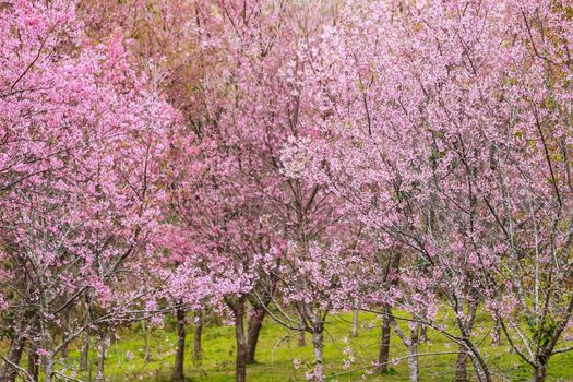 Beautiful cherry blossom flower and tree at Phu Lom Lo, Phitsanulok Thailand