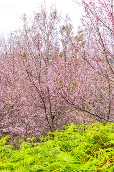 Beautiful cherry blossom tree and fern at Phu Lom Lo, Phitsanulok Thailand