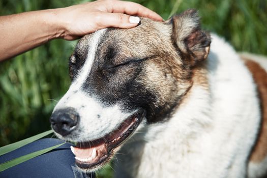 Human hand pampering dog