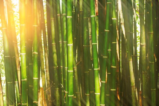 Bamboo with sunlight during the day.