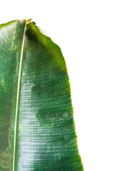 Green banana leaf on a white background.