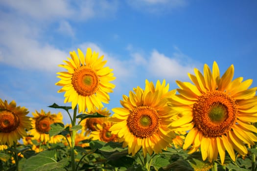 Beautiful of sunflowers with the blue sky.